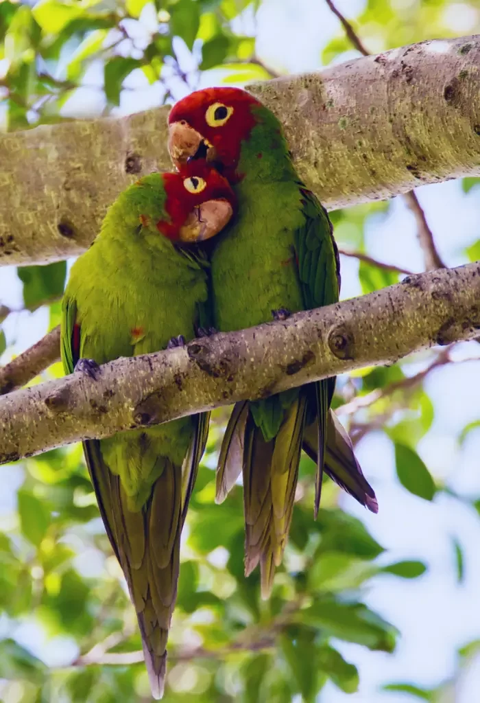 A couple of Red-masked Parakeets