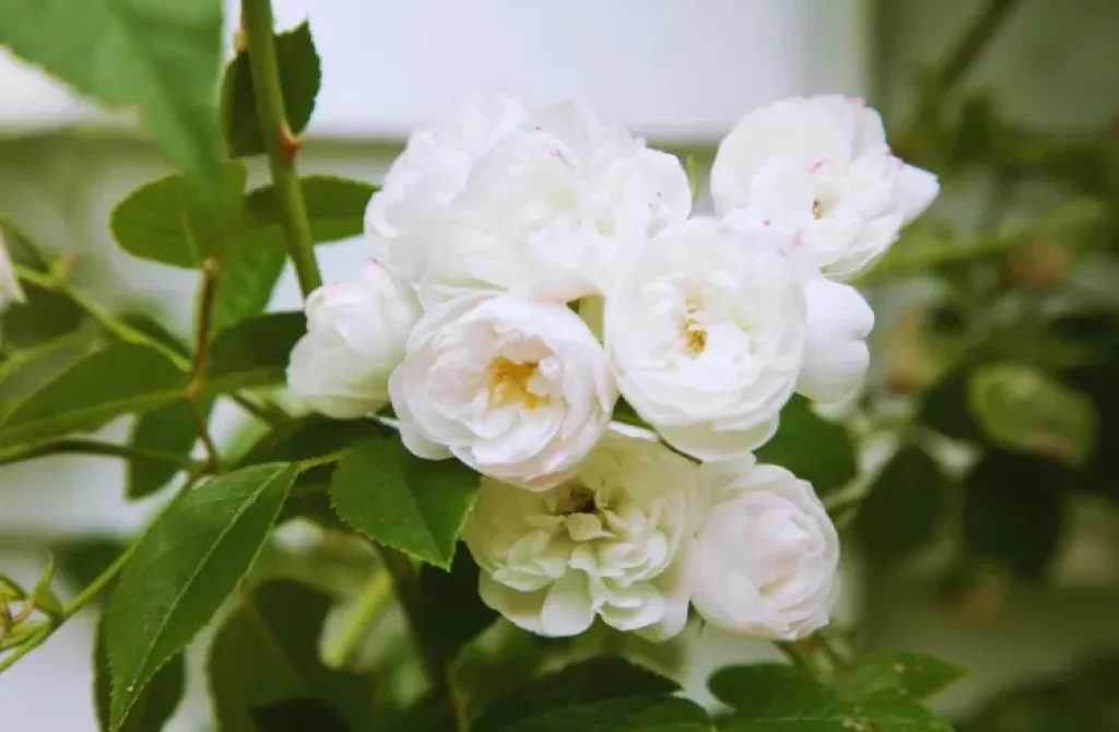 Cluster of delicate white blooms with green leaves, bathed in soft light.