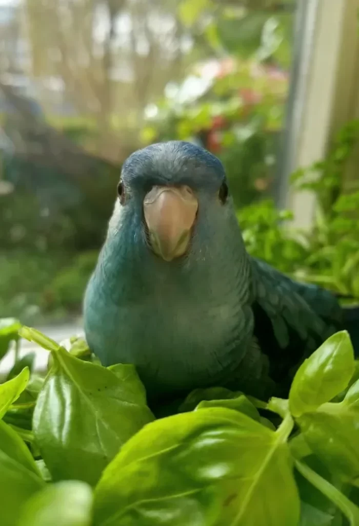 Do Birds Eat Basil? Understanding Avian Dietary Preferences