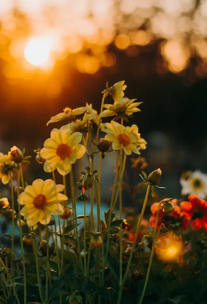 Golden-hued daisies basking in the warm sunset glow, with a blurred background.